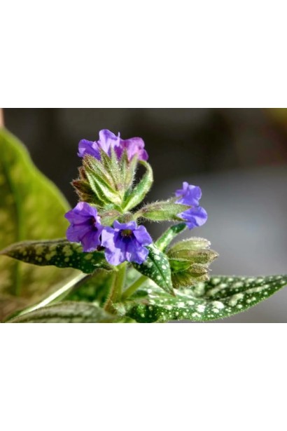 Медуница сахарная / пятнистая ‘Вариегата’